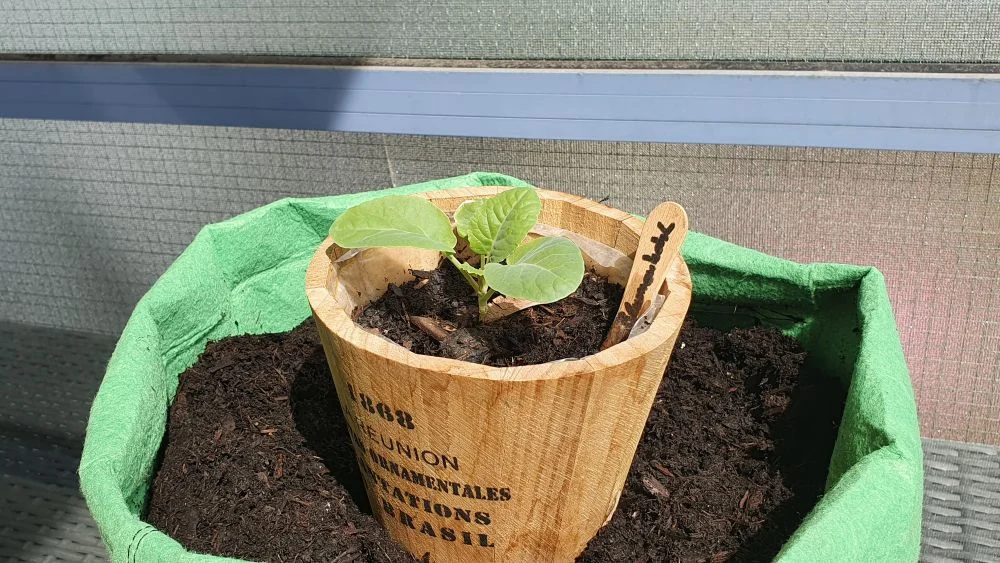 Blumenkohl Keimling