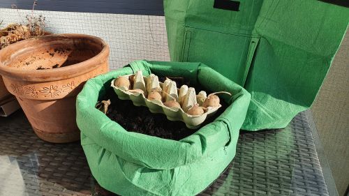 Vorgezogene Kartoffeln im Pflanzsack