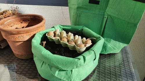 Kartoffeln im März stecken