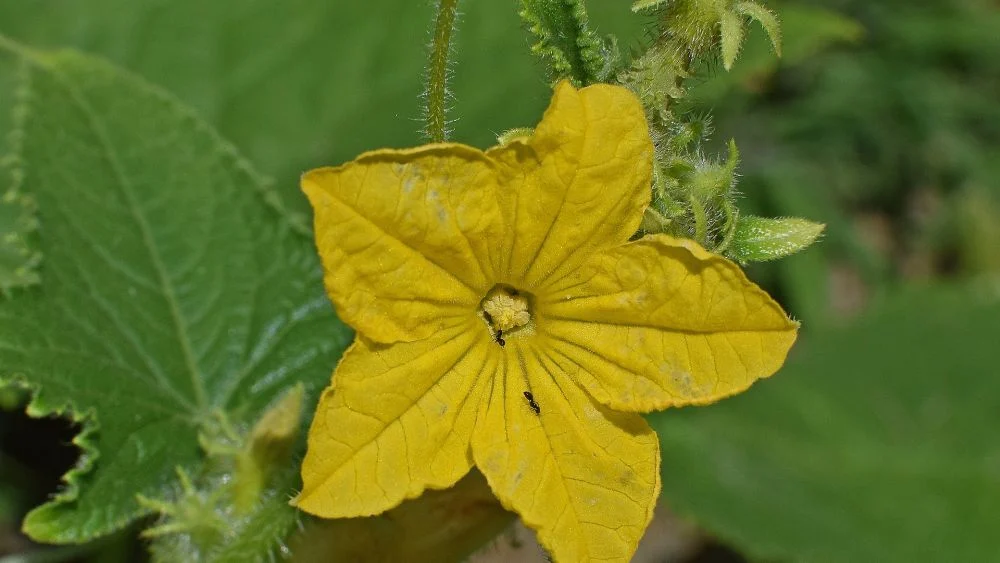 Gurkenblüten