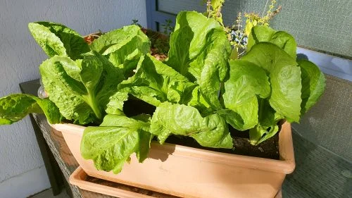 Endiviensalat auf dem Balkon