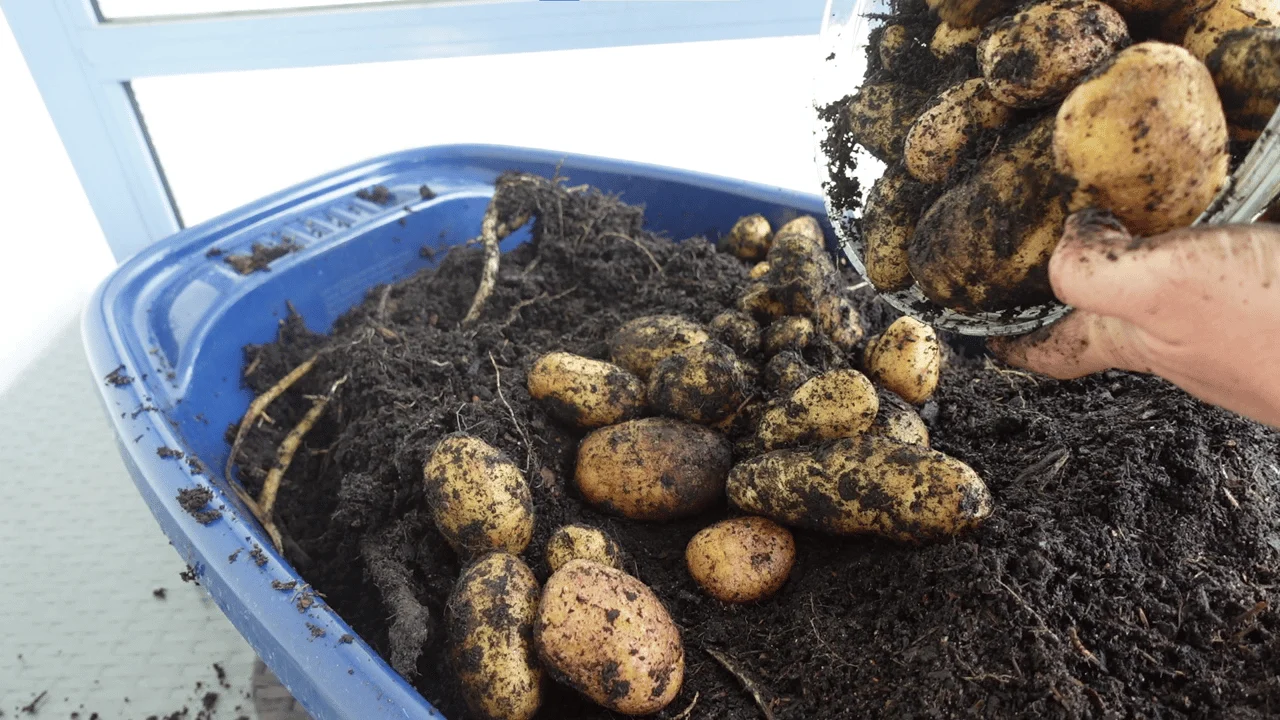 Kartoffeln nach der Ernte