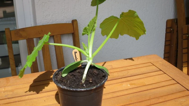 Zucchini_28Tage_16_9_800 Zucchini Pflanze umtopfen