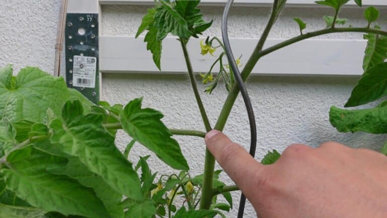 Tomaten richtig ausgeizen