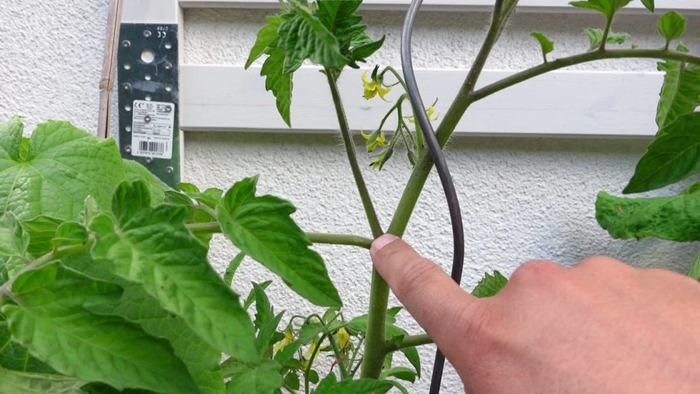 Tomaten richtig ausgeizen
