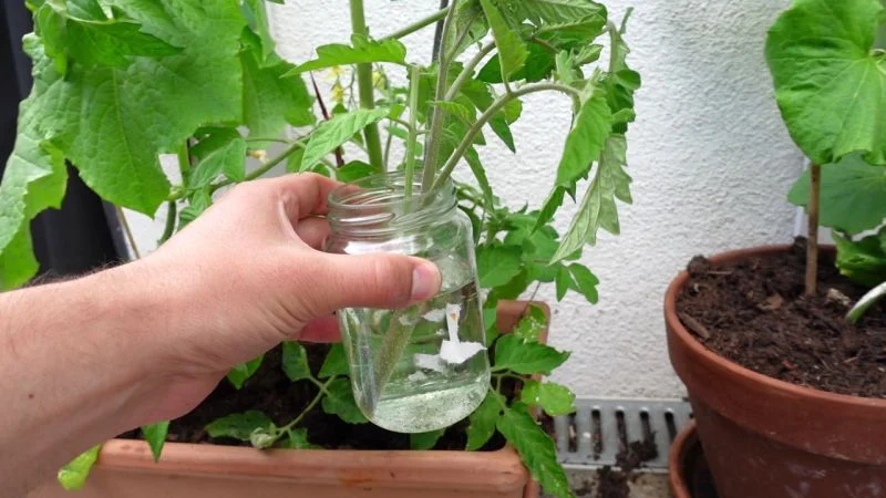 Tomatengeiztrieb als Steckling