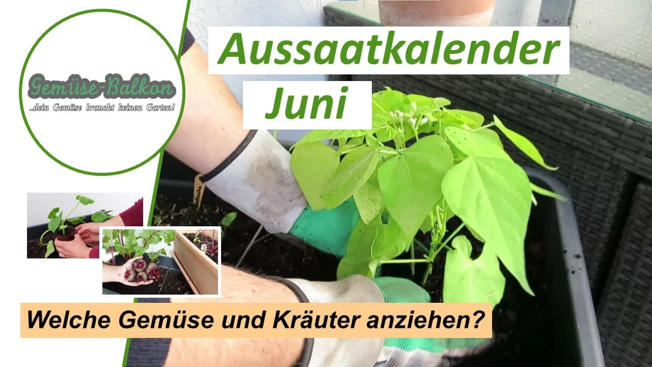 Gemüse und Kräuter im Juni anziehen
