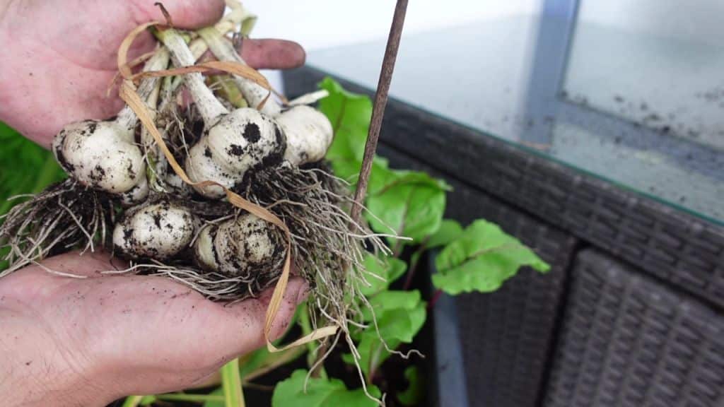 Knoblauch richtig ernten und den passenden Zeitpunkt erkennen