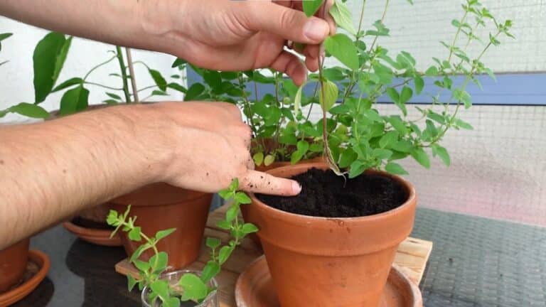 Oregano Steckling einpflanzen