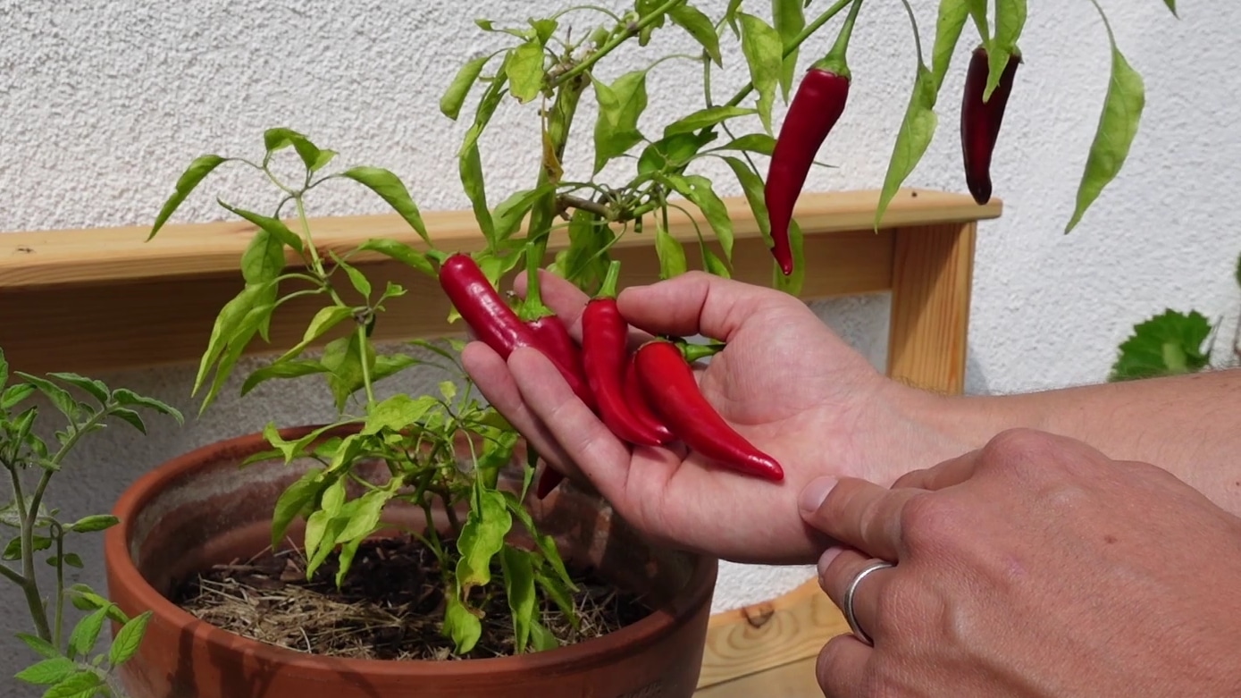 Chili richtig ernten