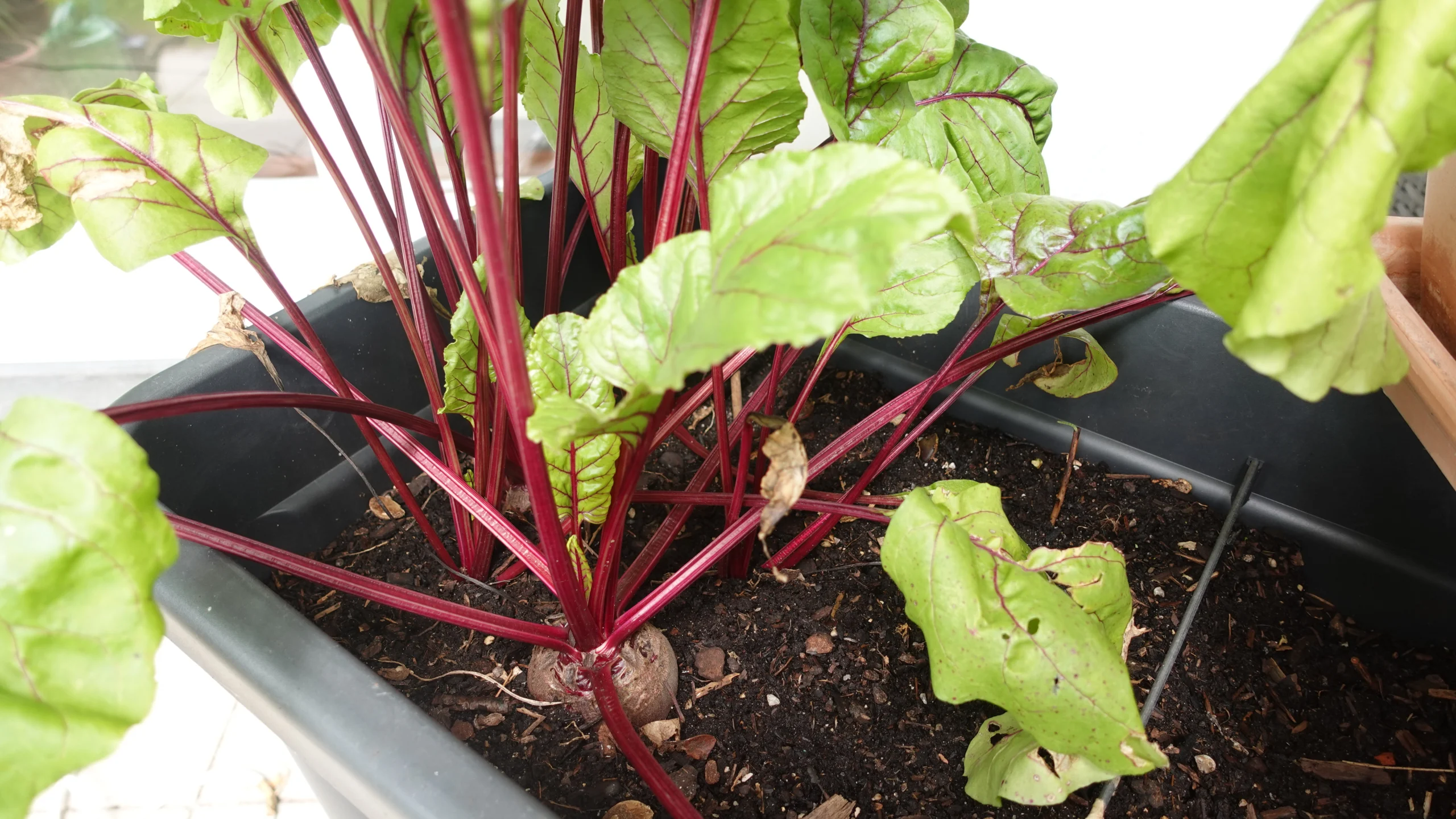 Rote Bete im Hochbeet Rote Bete im Hochbeet