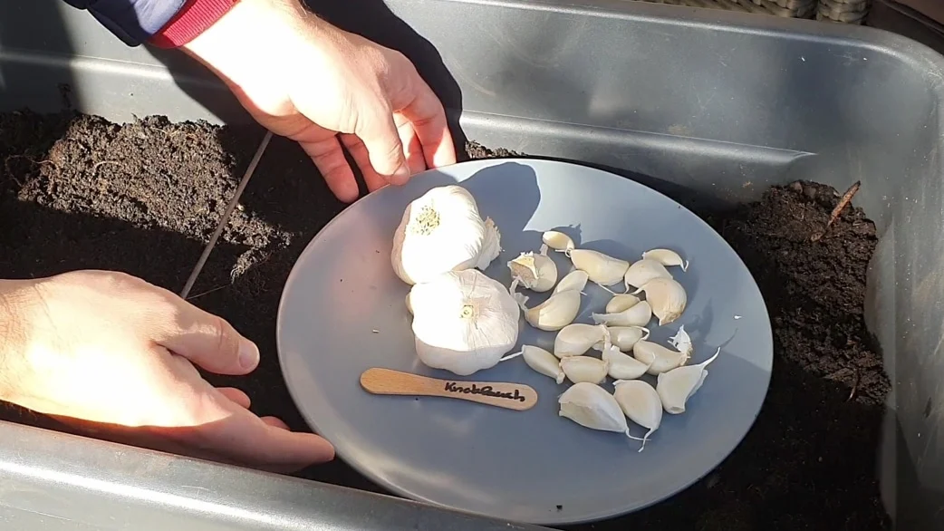 Knoblauch_Aussaat Knollen_16_9_opt Gemüse und Kräuter im Oktober anziehen
