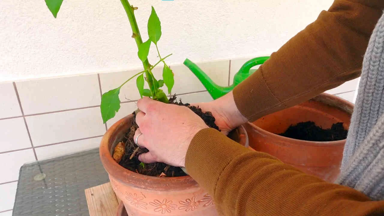 Chili nach dem Überwintern pflegen
