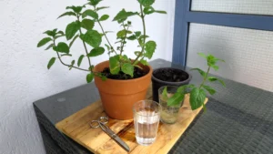 Minze Stecklinge