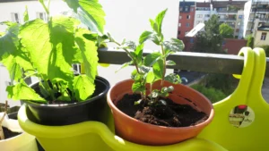 Minze Blumentopf