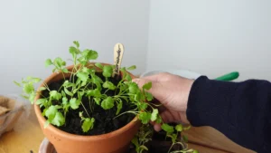 Koriander im Blumentopf anbauen