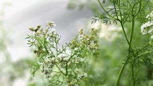 Korianderblüte