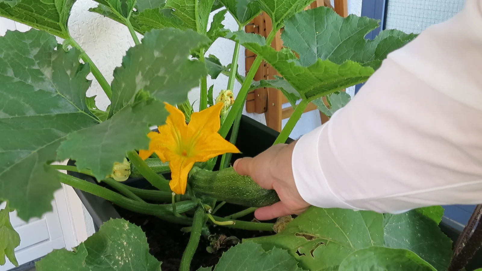 Zucchini ernten_abdrehen_16_9 Zucchini ernten