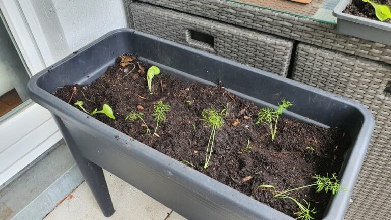 Fenchelkeimlinge umtopfen Hochbeet