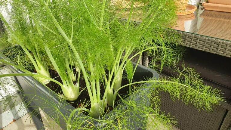 Fenchel im Hochbeet