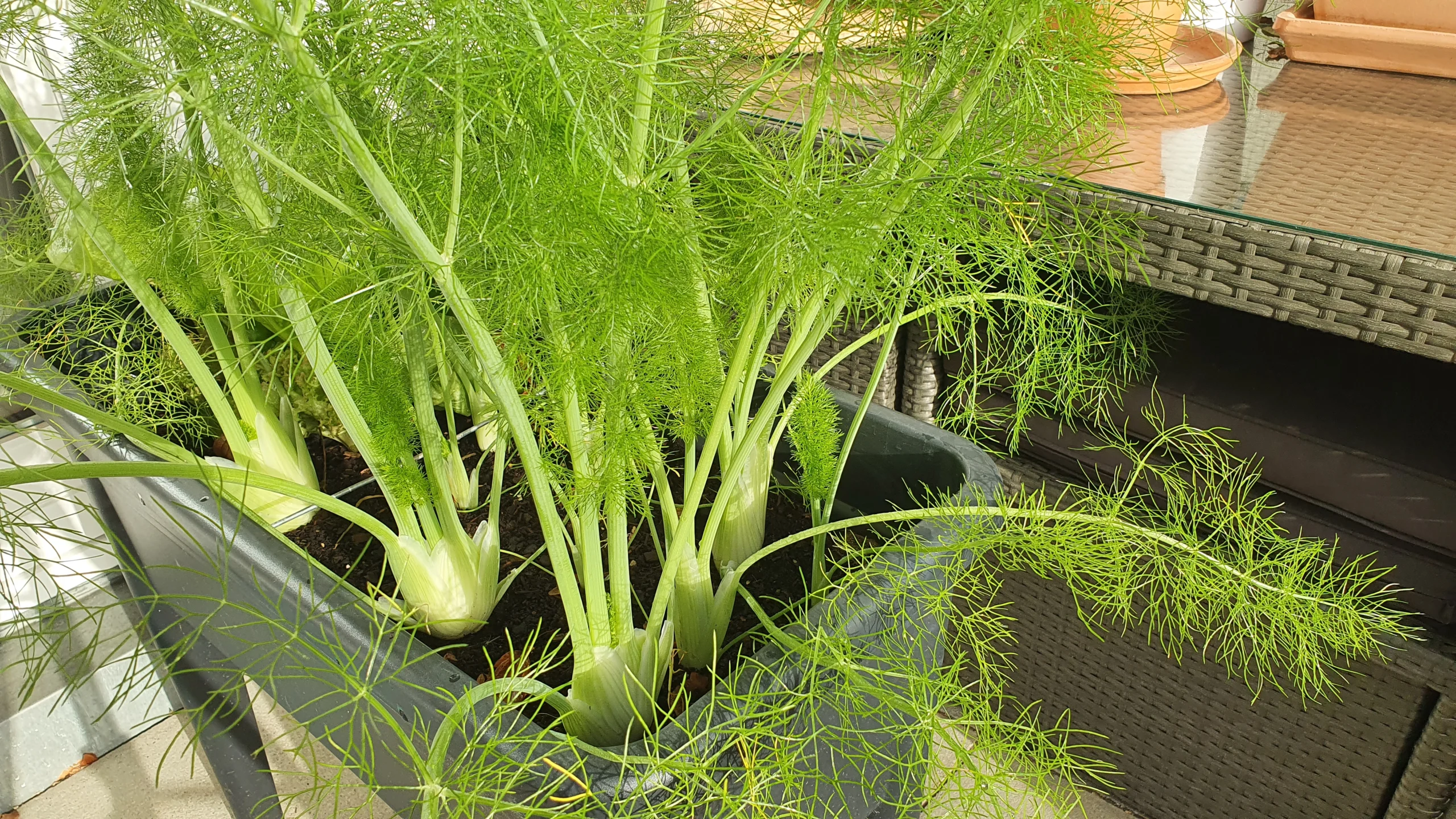 Fenchel im Hochbeet