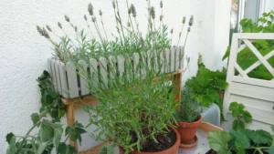 Lavendel auf dem Balkon anbauen