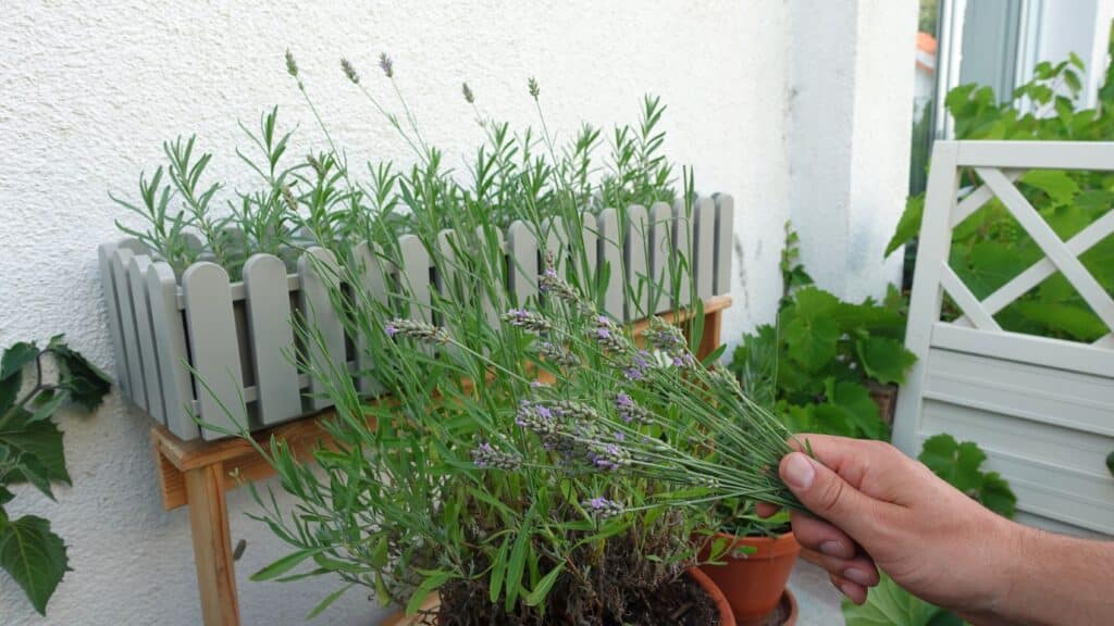 Lavendel richtig ernten – Blüten im Sommer schneiden und haltbar machen