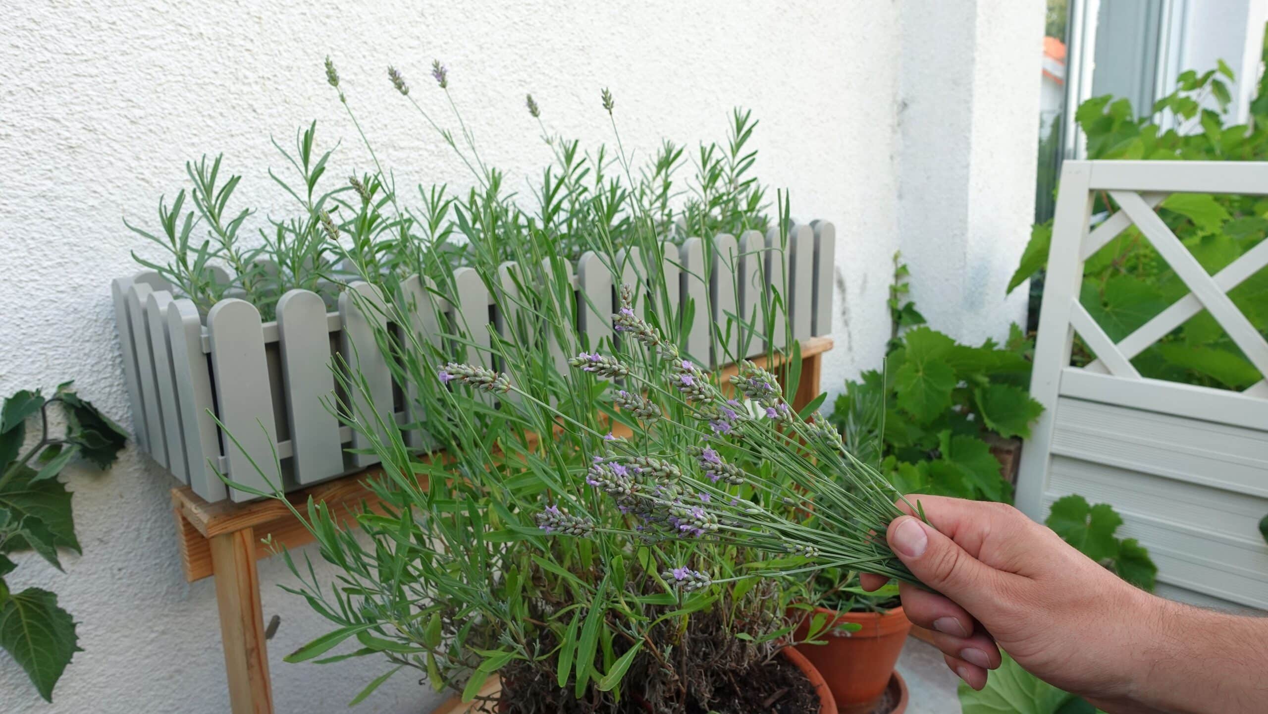 Lavendel richtig ernten