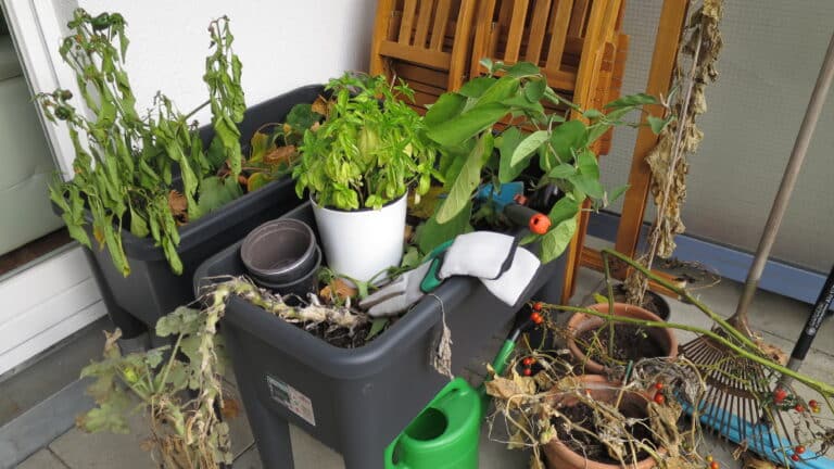 Balkon im Spätherbst abräumen: verwelkte Pflanzen in Balkonkästen, Handschuhe und Gießkanne