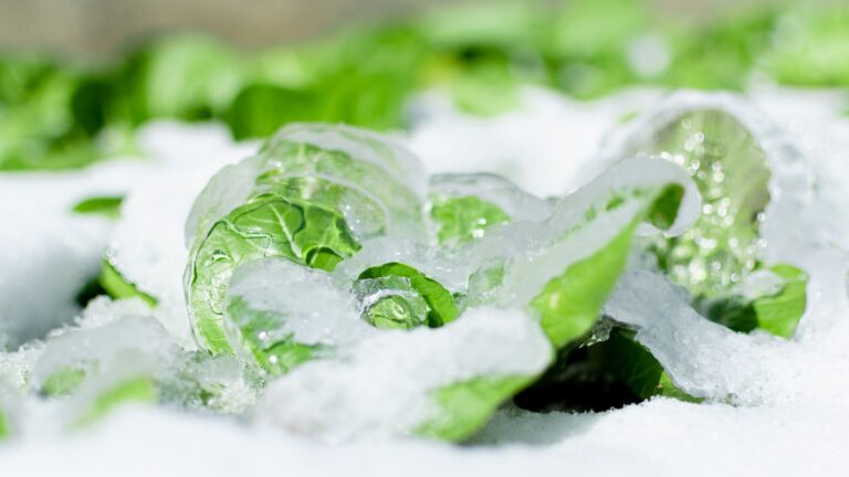 Grüne Salatblätter unter Schnee und Eis
